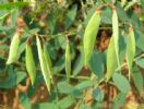 Vicia Amoena Extract 